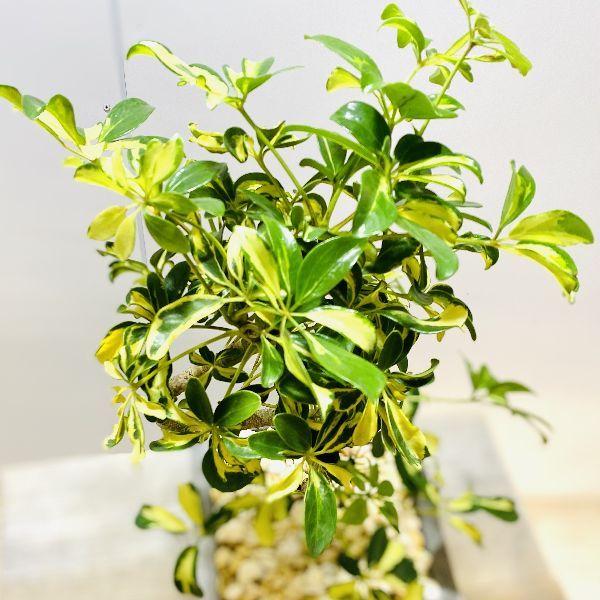 観葉植物：シェフレラ レナータ 斑入り葉 鉢植え*受皿付 : 遊恵盆栽