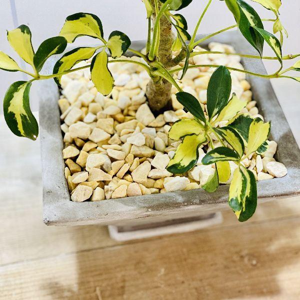 観葉植物：シェフレラ レナータ 斑入り葉 鉢植え*受皿付 : 遊恵盆栽