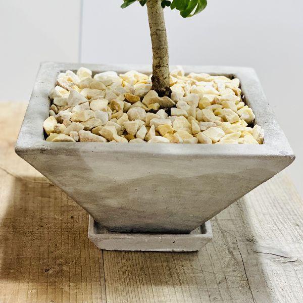 観葉植物：シェフレラ レナータ 斑入り葉 鉢植え*受皿付 : 遊恵盆栽