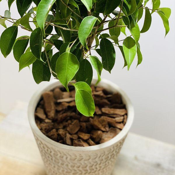 観葉植物 ねじり フィカス ベンジャミン 鉢植え バークチップ F6138v 遊恵盆栽 Yahoo 店 通販 Yahoo ショッピング