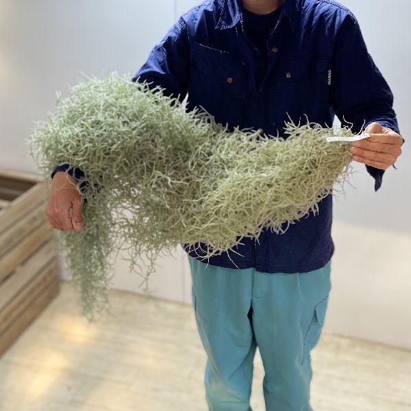 円 税込 おしゃれ 観葉植物 チランジア ウスネオイデス 太葉 Big エアープランツ