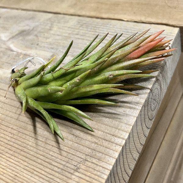 おしゃれ 観葉植物 エアープランツ：チランジア イオナンタ