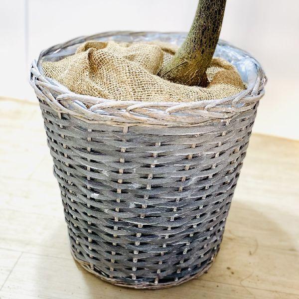 おしゃれ 観葉植物：ブラキキトン ボトルツリー 鉢カバー*大型佐川急便