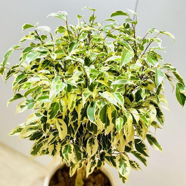観葉植物：ねじり フィカス 斑入りベンジャミン*鉢植え バークチップ