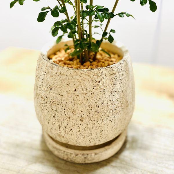 おしゃれ 観葉植物 シマトネリコ 鉢植え 受皿付 F6165v 遊恵盆栽 Yahoo 店 通販 Yahoo ショッピング