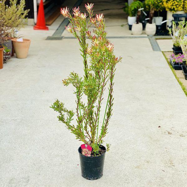 安い購入 鉢花 観葉植物 リューカデンドロン アミー 7号 リュウカデンドロン 大型ヤマト便 アウトレット送料無料 Www Maxipiso Com Ar