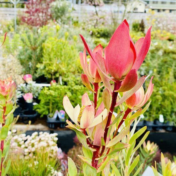 鉢花 観葉植物：リューカデンドロン アミー*7号 リュウカデンドロン