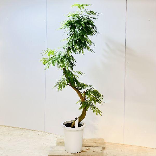 大型配送のためでのお支払い 配送日時のご指定ができません 北海道 沖縄 離島への配送はできません 季節により状態は異なります 科目 マメ科 属名 ピトヘケロビウム属 別名 アカサヤネムノキ 花言葉 歓喜 創造力 非耐寒性常緑