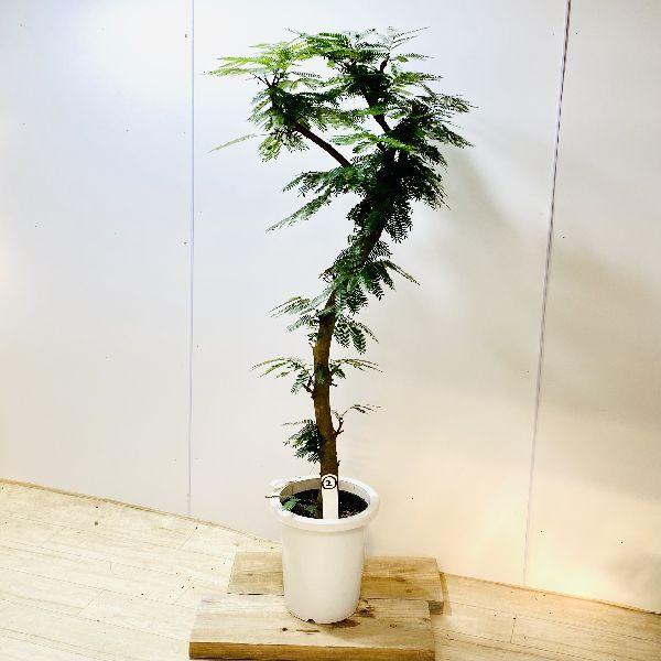 保存版 おしゃれ 観葉植物 ネムノキ エバーフレッシュ プラポット 大型佐川急便 現品2番 初回限定 Nicmosul Org