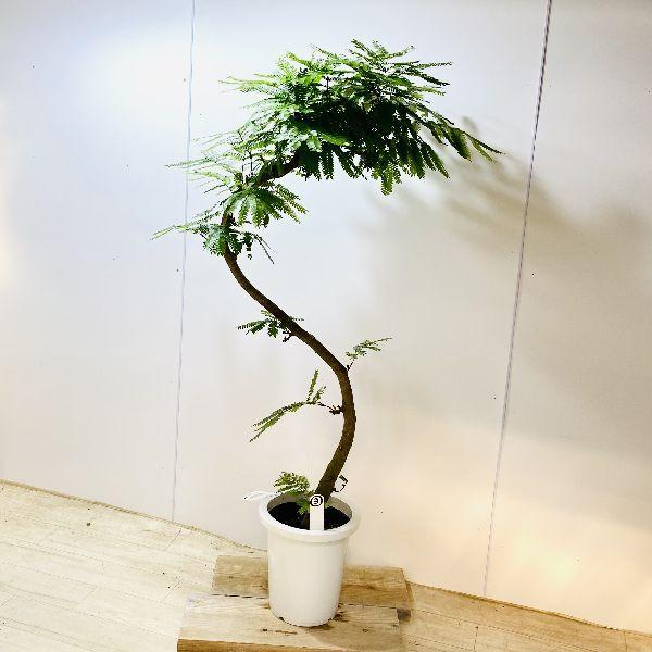 独創的 おしゃれ 観葉植物 ネムノキ エバーフレッシュ プラポット 大型佐川急便 現品3番 全国組立設置無料 Nicmosul Org