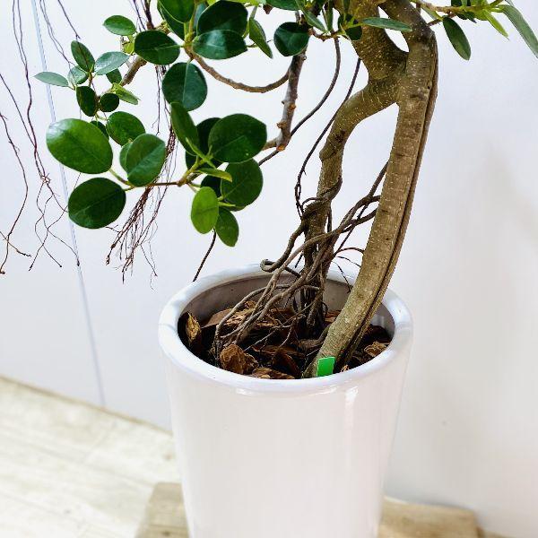在庫一掃最安挑戦 おしゃれ 観葉植物 フィカス パンダガジュマル 陶器鉢 大型佐川便配送 現品をお届け 値下げ R4urealtygroup Com