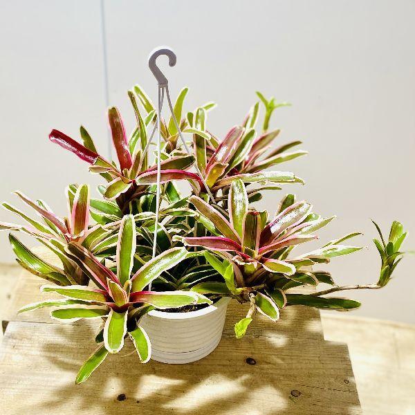 おしゃれ 着生植物 観葉植物 ネオレゲリア ファイヤーボール 6号 吊り鉢 現品2番 F61v 遊恵盆栽 Yahoo 店 通販 Yahoo ショッピング