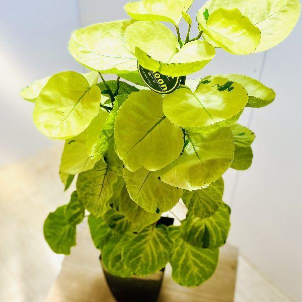 おしゃれ 観葉植物：ポリシャス スーパームーン*プラポット : 遊恵盆栽