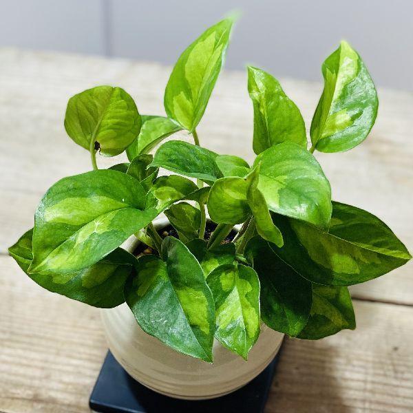 おしゃれ 観葉植物：ポトス グローバルグリーン*鉢植え 受皿付 : 遊恵