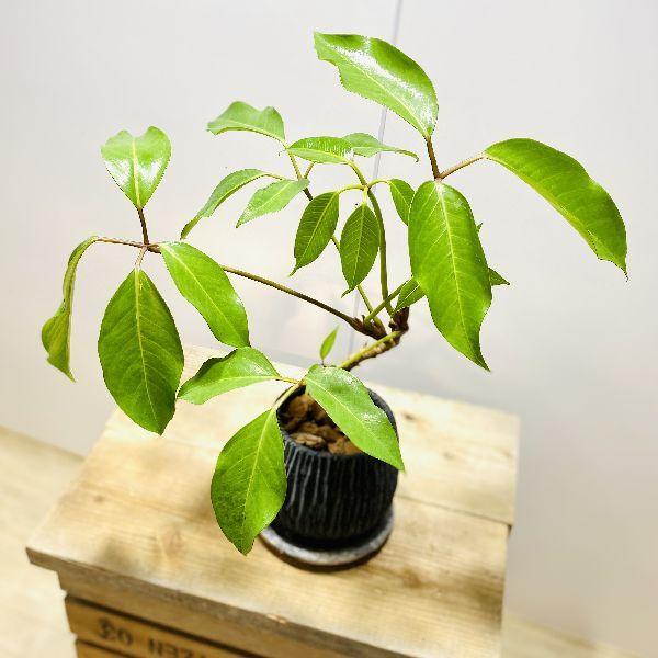 送料無料 おしゃれ 選べる 観葉植物 ツピタンサス 陶器鉢 バークチップ 現品 大型佐川便発送 正規激安