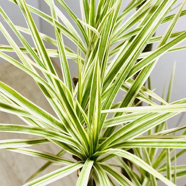 おしゃれ 観葉植物 ドラセナ・コンシンネ ホワイボリー*陶器鉢