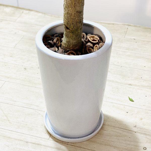 おしゃれ 観葉植物 ドラセナ・コンシンネ ホワイボリー*陶器鉢