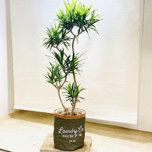 即納 最大半額 おしゃれ 観葉植物 ドラセナ ナビー 鉢カバーセット 大型佐川便配送 F6211v 遊恵盆栽 Yahoo 店 通販 Yahoo ショッピング 最適な価格 Www Maxipiso Com Ar