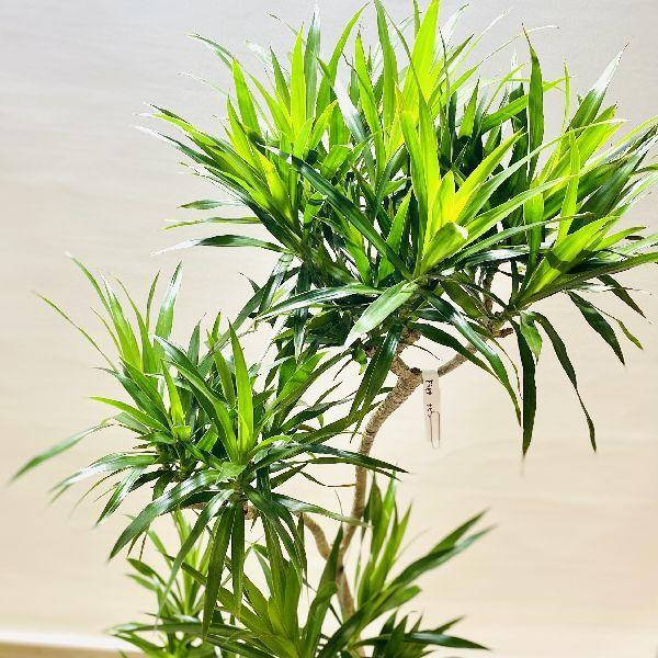 おしゃれ 観葉植物：ドラセナ ナビー*鉢カバーセット 大型佐川便配送