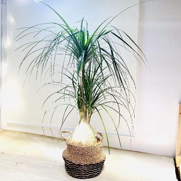 楽天市場 おしゃれ 観葉植物 ノリナ トックリラン バスケット付き ポニーテール 大型佐川急便配送 現品 数量は多 Southpointbd Com