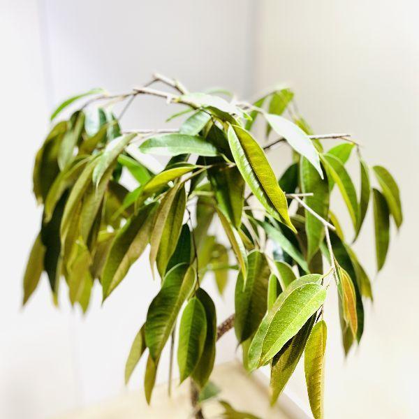 おしゃれ 観葉植物：フィカス アムステルダム*鉢カバー 2梱包でお届け