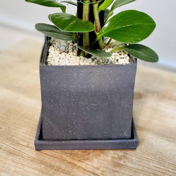 おしゃれ 観葉植物：ペペロミア ヘゴ板仕立て*鉢植え 受皿付 : 遊恵 