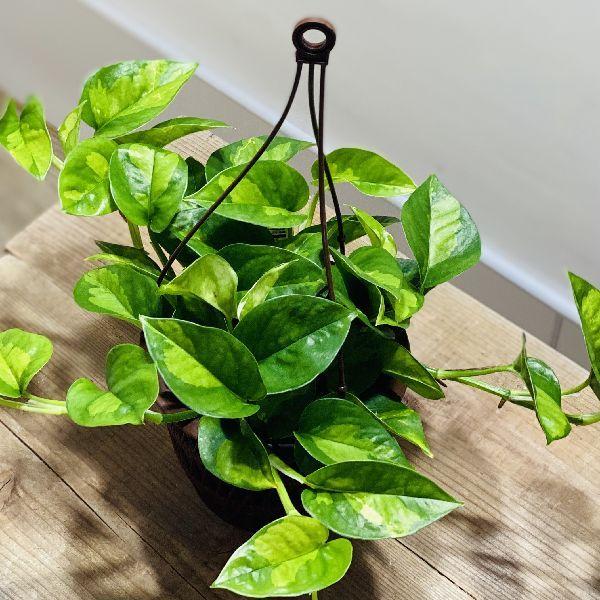 おしゃれ 観葉植物 ポトス グローバルグリーン 吊り F6221v 遊恵盆栽 Yahoo 店 通販 Yahoo ショッピング