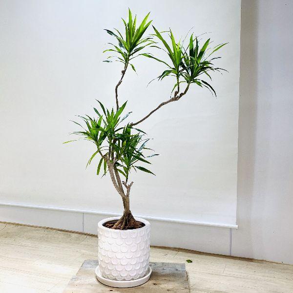爆売り おしゃれ 観葉植物 ドラセナ ナビー 陶器鉢 受皿付 大型ヤマト便配送 人気ショップが最安値挑戦 Www Maxipiso Com Ar