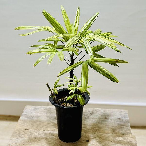 観葉植物 観音竹 瑞光 プラポット カンノンチク F6237v 遊恵盆栽 Yahoo 店 通販 Yahoo ショッピング