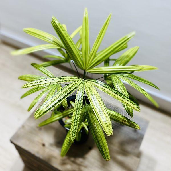 観葉植物 観音竹 瑞光 プラポット カンノンチク F6237v 遊恵盆栽 Yahoo 店 通販 Yahoo ショッピング