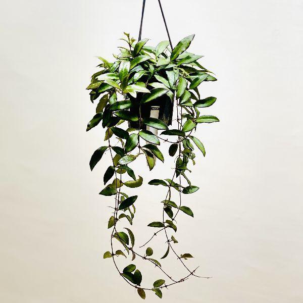 おしゃれ 観葉植物 ホヤ ロシータ 吊り鉢 4号 Segurosaurora Com