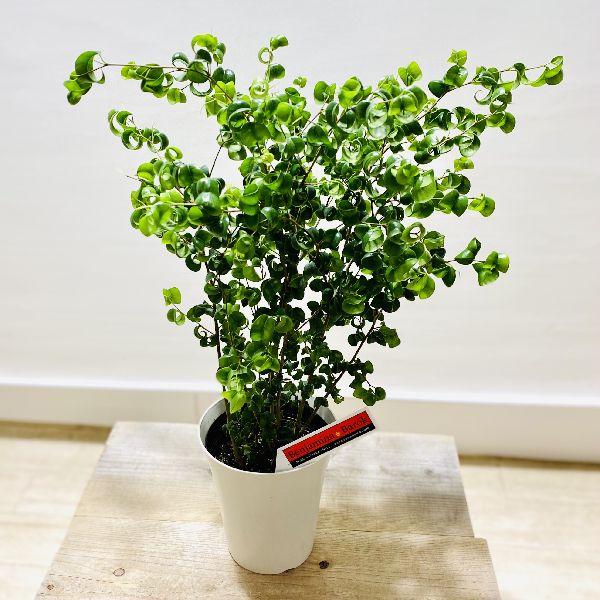 おしゃれ 観葉植物 フィカス ベンジャミン バロック 6号 プラポット F6246v 遊恵盆栽 Yahoo 店 通販 Yahoo ショッピング