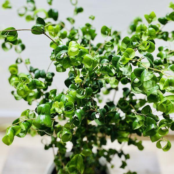 おしゃれ 観葉植物 フィカス ベンジャミン バロック 6号 プラポット F6246v 遊恵盆栽 Yahoo 店 通販 Yahoo ショッピング