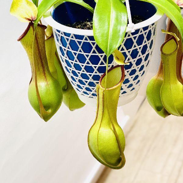 希少品種 観葉植物 食虫植物：ウツボカズラ ネペンテス アラータ