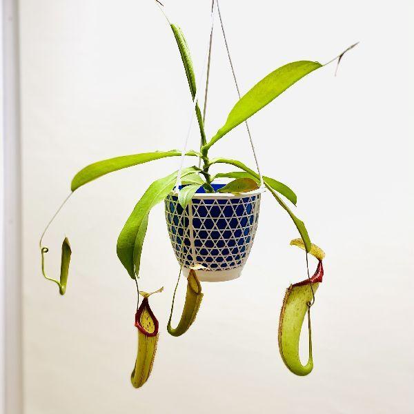 希少品種 観葉植物 食虫植物：ウツボカズラ ネペンテス ミクスタ 吊り