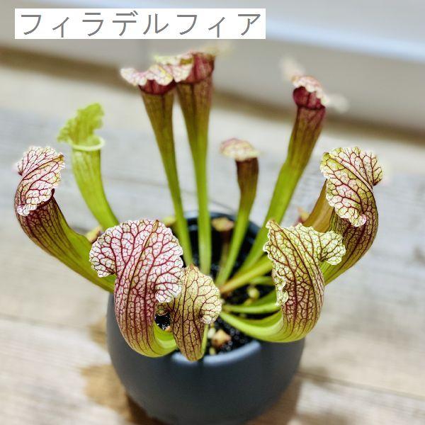 おしゃれ 食虫植物 観葉植物：サラセニア 各種*プラポット : 遊恵盆栽