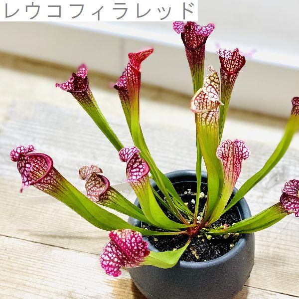 食虫植物　サラセニア　立浪　 日の出花壇 おしゃれ 食虫植物 観葉植物：サラセニア 各種*プラポット : 遊恵盆栽