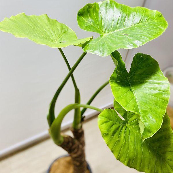 おしゃれ 観葉植物：クワズイモ*鉢植え 受皿付 ココヤシ 大型佐川急便