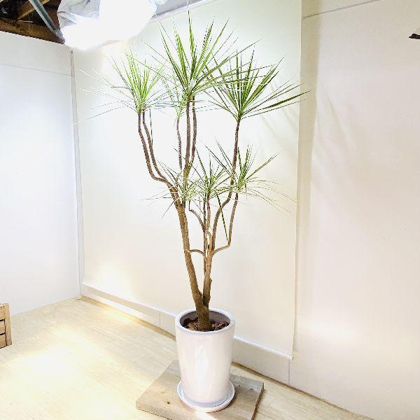 現品　ドラセナ　コンシンネ　ホワイボリー　3番　観葉植物　特大　インテリア　室内 おしゃれ 観葉植物：ドラセナ コンシンネ ホワイボリー*陶器鉢 受皿付