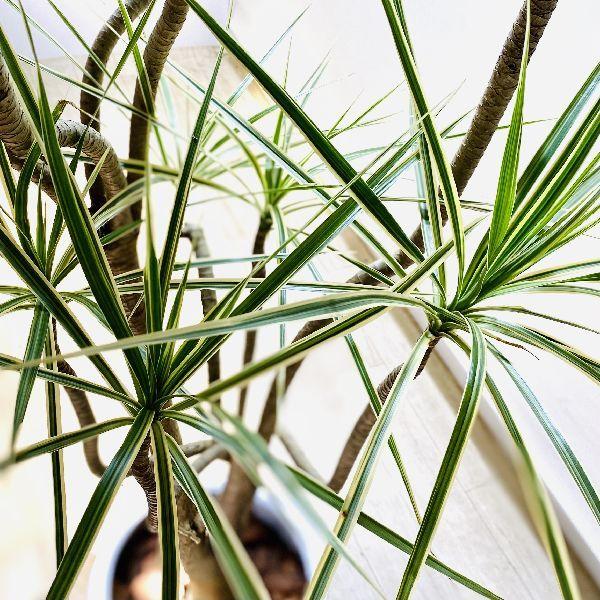 おしゃれ 観葉植物：ドラセナ コンシンネ ホワイボリー*陶器鉢 受皿付