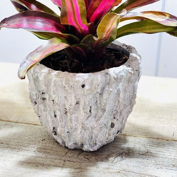 おしゃれ 着生植物 観葉植物 ネオレゲリア サンセットボール 鉢カバー F6261v 遊恵盆栽 Yahoo 店 通販 Yahoo ショッピング