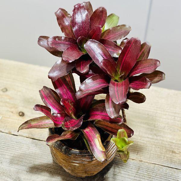 おしゃれ 着生植物 観葉植物：ネオレゲリア サンセットボール*ネジ鉢