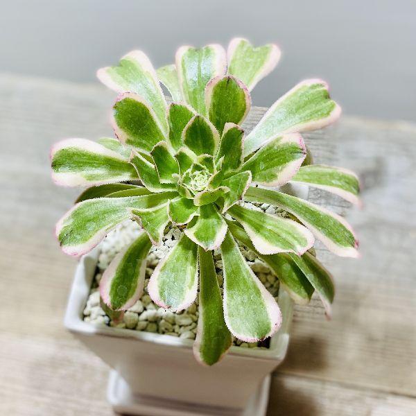 おしゃれ 観葉植物：アエオニウム ツヤヒガサ*艶日傘 鉢植え 受皿付