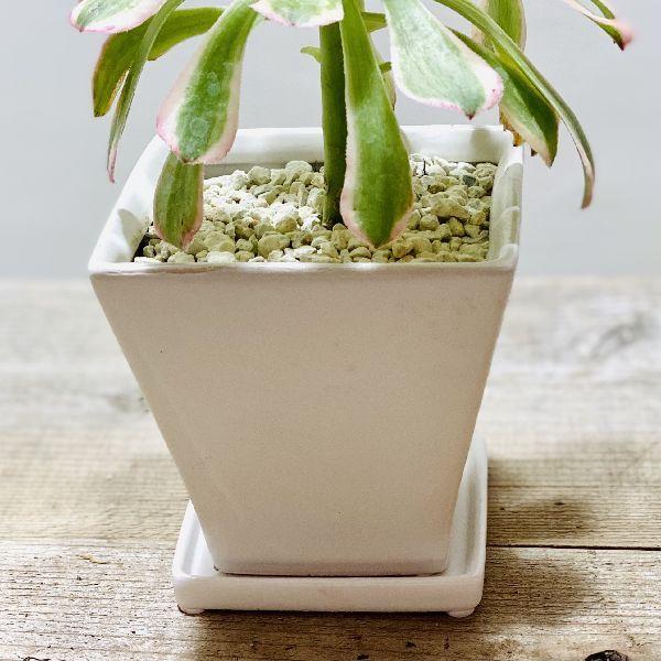 おしゃれ 観葉植物：アエオニウム ツヤヒガサ*艶日傘 鉢植え 受皿付