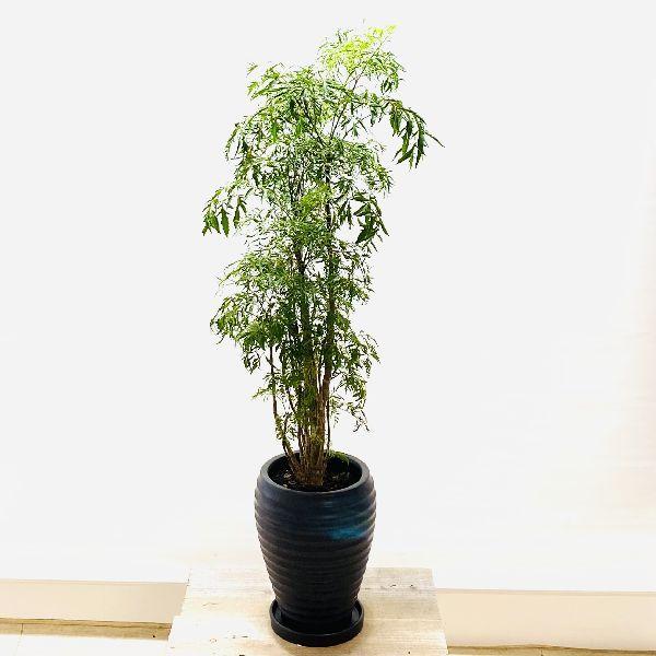 ポリシャス　スターシャイン　曲がり　盆栽 おしゃれ 観葉植物 ポリシャス スターシャイン*陶器鉢 受皿付 大型