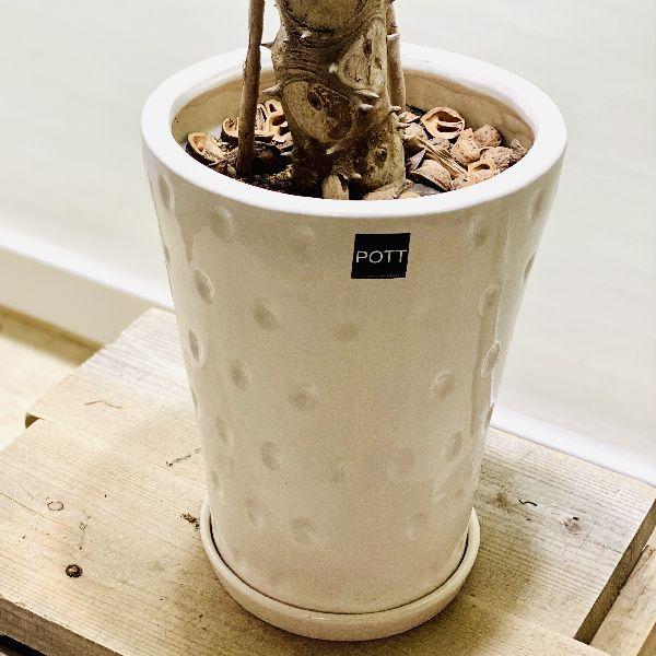 おしゃれ 観葉植物：フィロデンドロン セローム*鉢植え 受皿付 くるみ