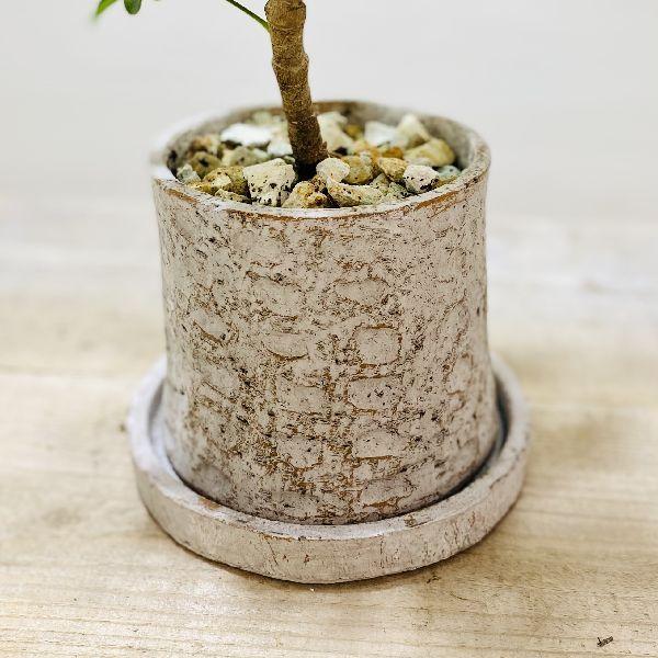 観葉植物：シェフレラ コンパクタ* 鉢植え 受皿付 : 遊恵盆栽 Yahoo!店