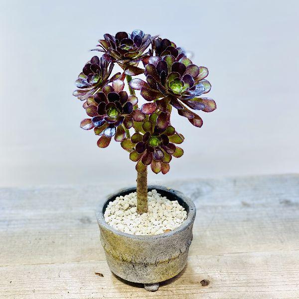 おしゃれ 観葉植物：アエオニウム 黒法師*鉢植え : 遊恵盆栽 Yahoo!店