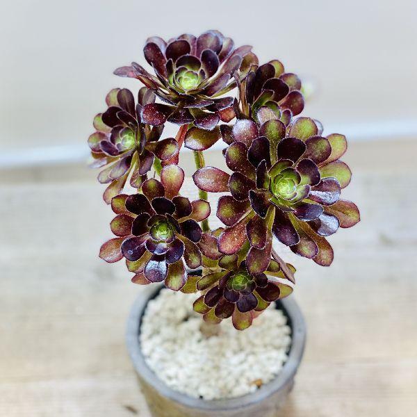 おしゃれ 観葉植物：アエオニウム 黒法師*鉢植え : 遊恵盆栽 Yahoo!店