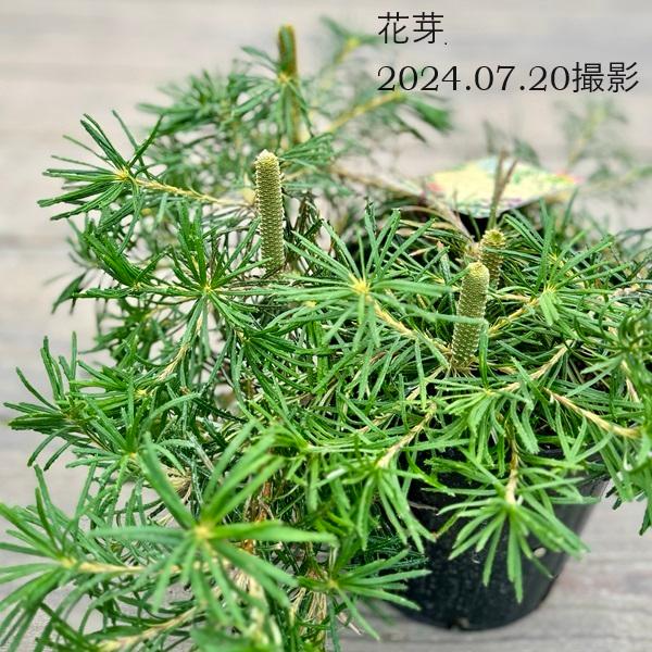 ③花芽付きバンクシア バースデーキャンドル6号鉢　大苗 000000059647-01-m.jpg?t=